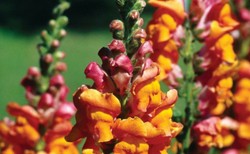 Ta roślina to hit w ogrodzie. Zasadź ją w marcu, a dzieci będą zachwycone