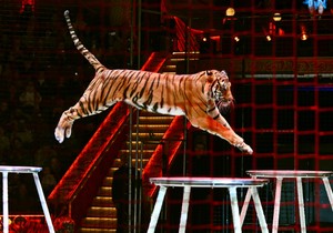 Ilustracija: tigar u cirkusu