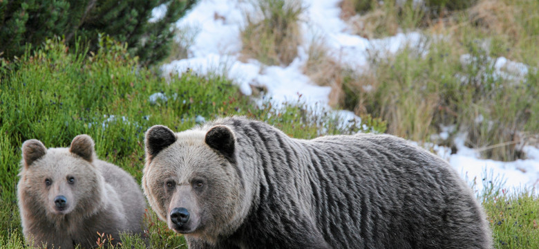 TPN ostrzega: uwaga na niedźwiedzie w Tatrach