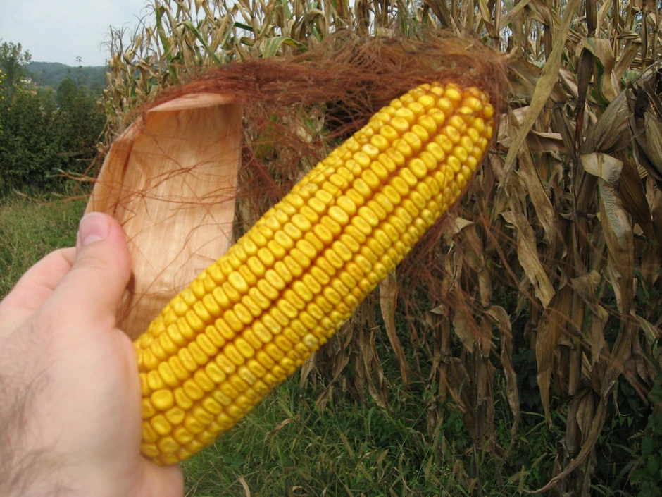 Manji rod kukuruza