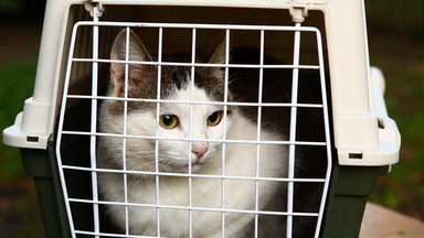Elbląg: policja stawia zarzut kradzieży kota