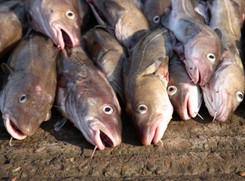 Unia zabierze rybakom licencje na połów