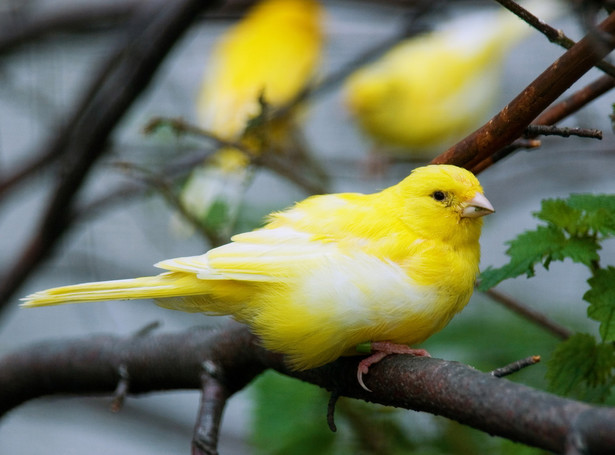 Ocieplenie klimatu szkodzi ptakom