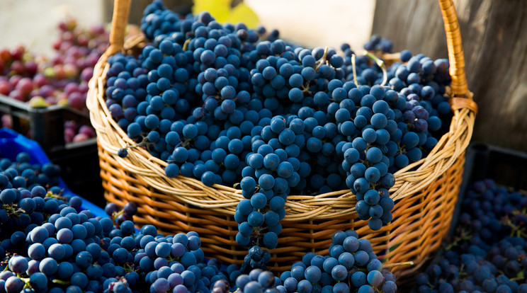 A bozsolé mindig a legkorábban szüretelt szőlőből készül / Fotó: Shutterstock 