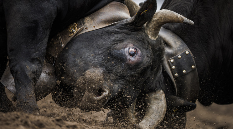 A tehenek a falka vezetéséért küzdenek / Fotó: MTI /  EPA / VALENTIN FLAURAUD