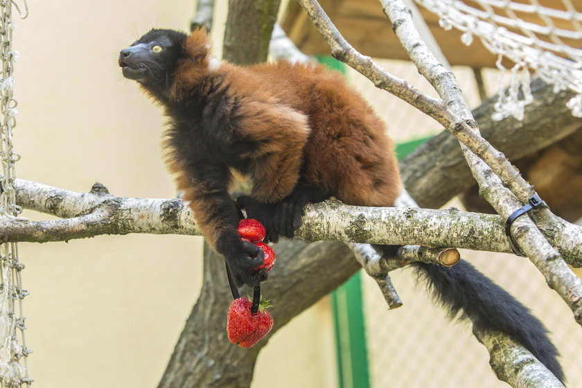 Lemur Leoś wychował się w domu swojej opiekunki z Zoo