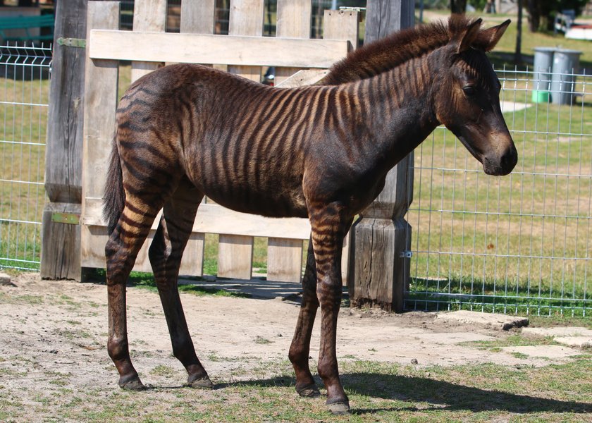 Zebruś to pół koń pół zebra