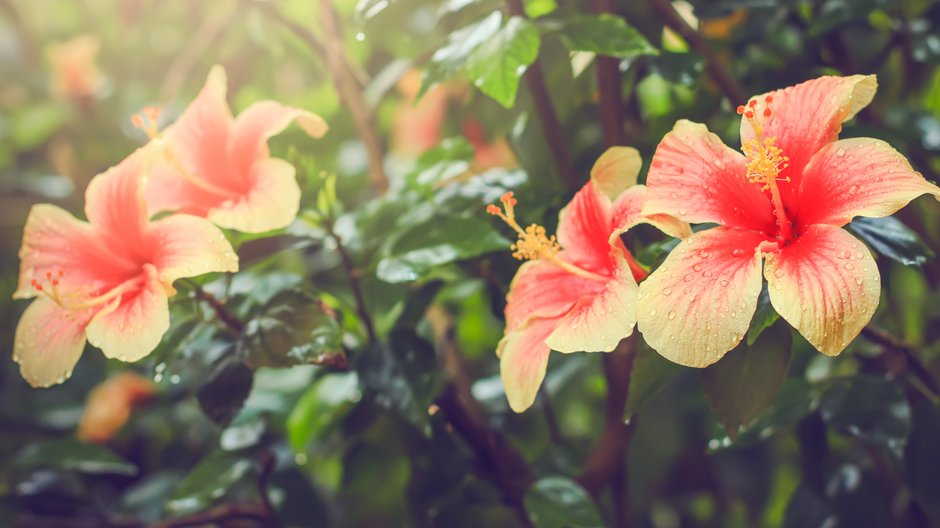 Hibiskus rosa to bardzo efektowna roślina doniczkowa - Mary's/stock.adobe.com