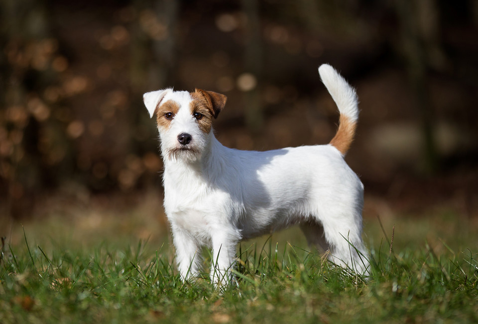 Miejsce 14: Jack russell terier