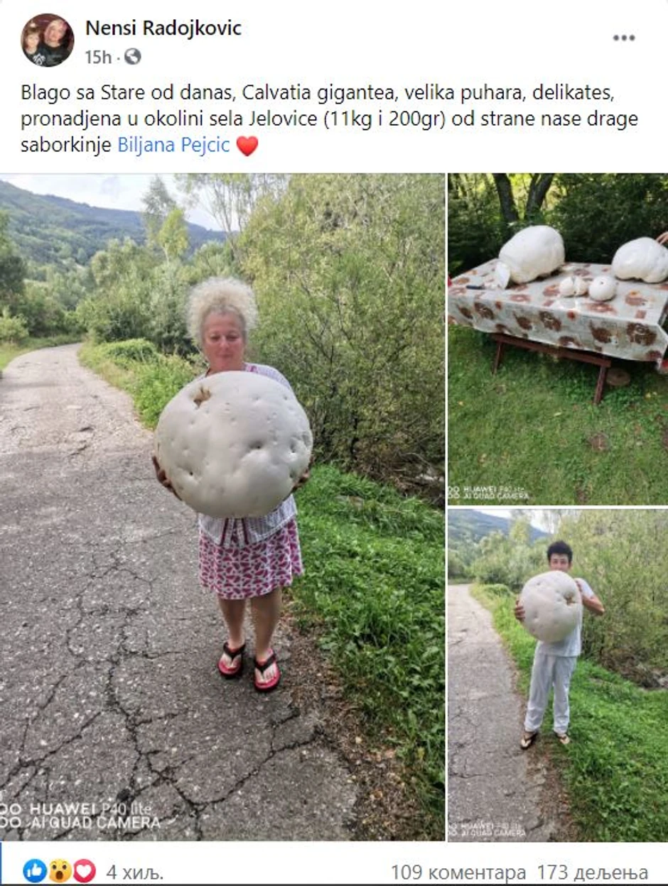 Biljina pečurka za Ginisa