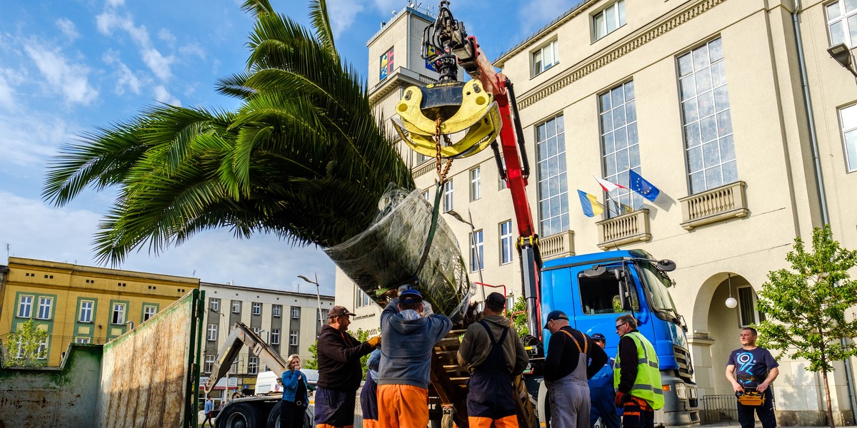 Transport palm na chorzowski rynek. 