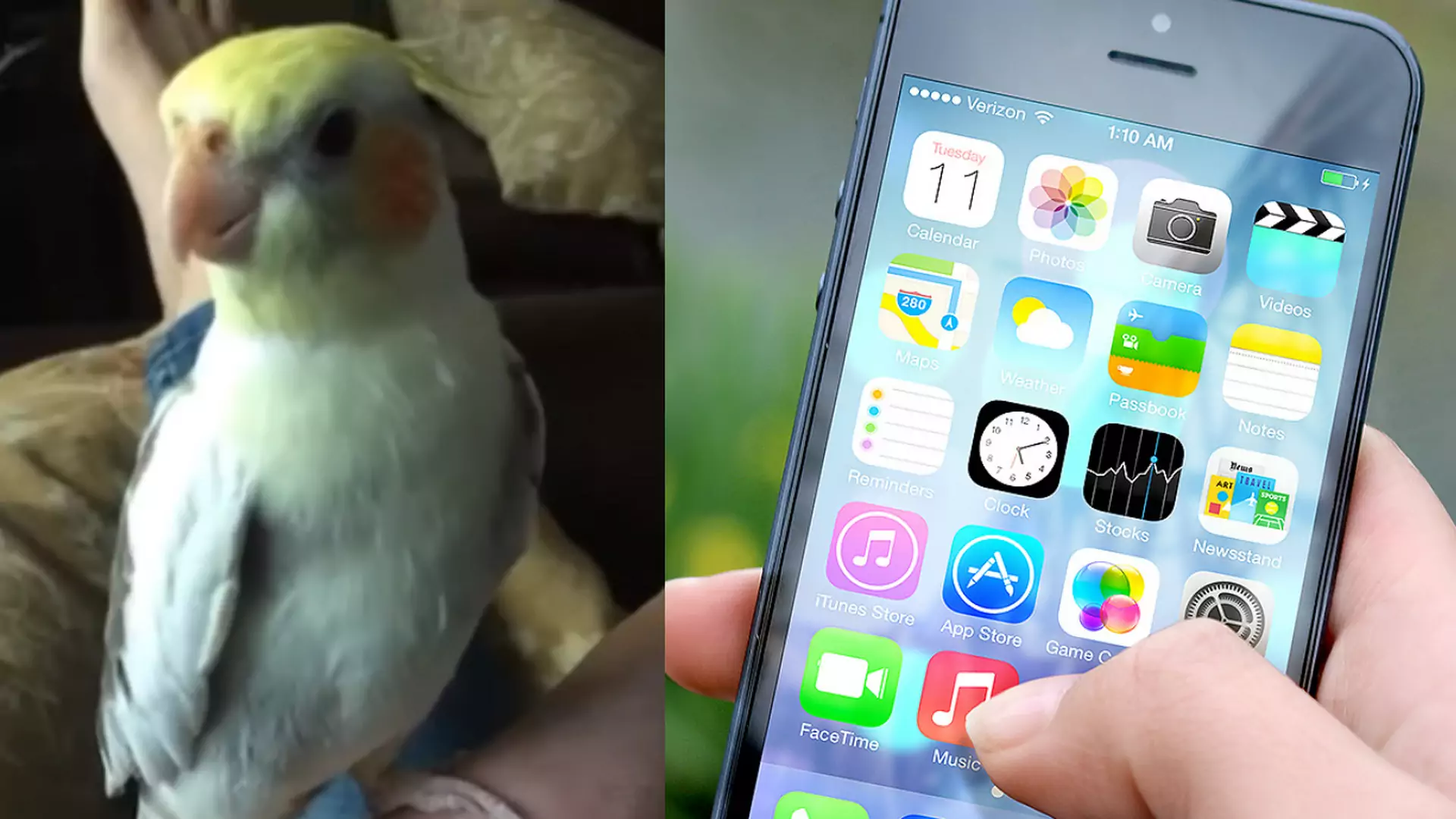 Papuga, która udaje iPhone'a. Popularny dzwonek odtworzyła jeden do jednego