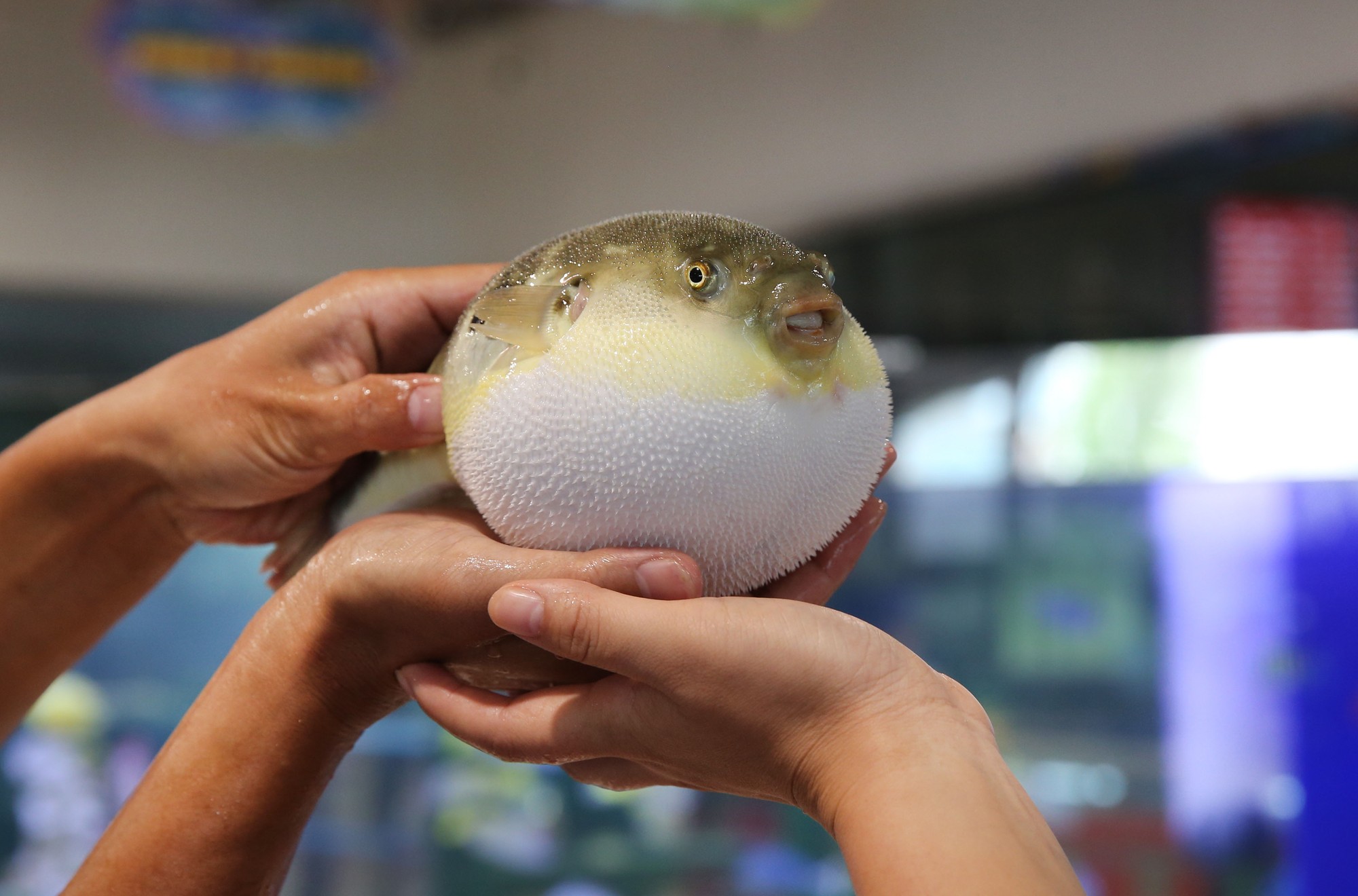 Ryba fugu