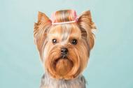 Yorkshire terrier, popularny york.