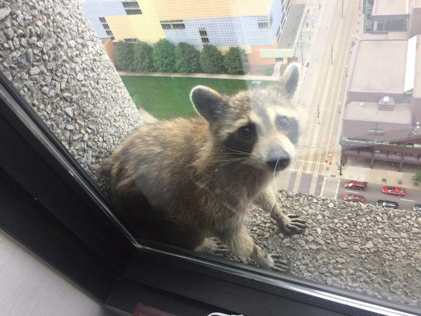 Szop wspiął się na budynek