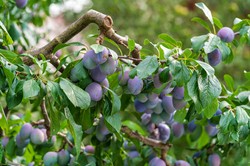 Rozsyp to pod śliwami. W przyszłym sezonie będą uginać się od owoców
