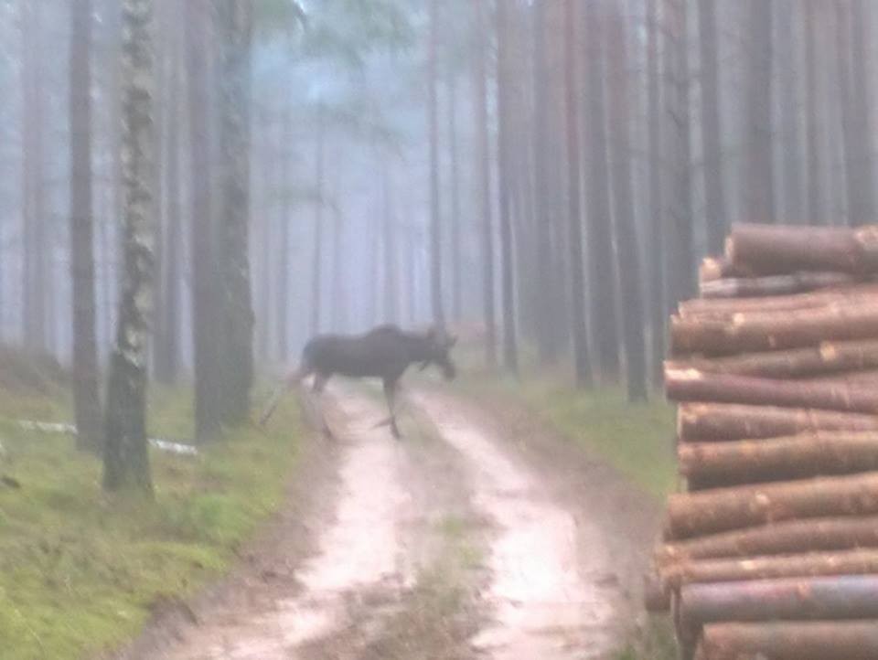 W tych pomorskich lasach możesz spotkać łosie, a nawet wilki