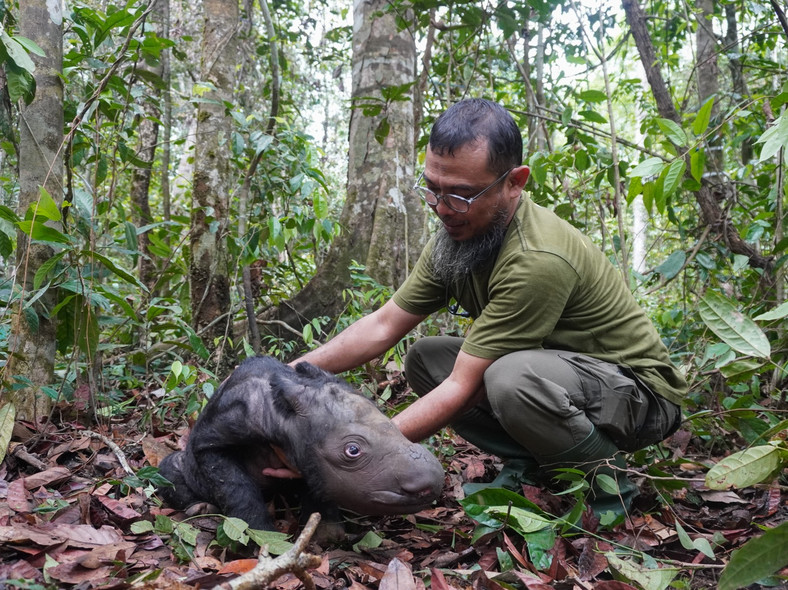 Narodziny niezwykle rzadkiego nosorożca sumatrzańskiego w Indonezji