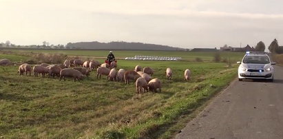 Świnie biegały po drodze. Nietypowy wypadek w Wielkopolsce