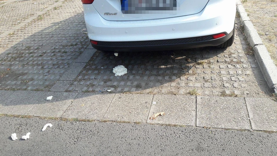 Osim pur pene, nema dodatnih oštećenja