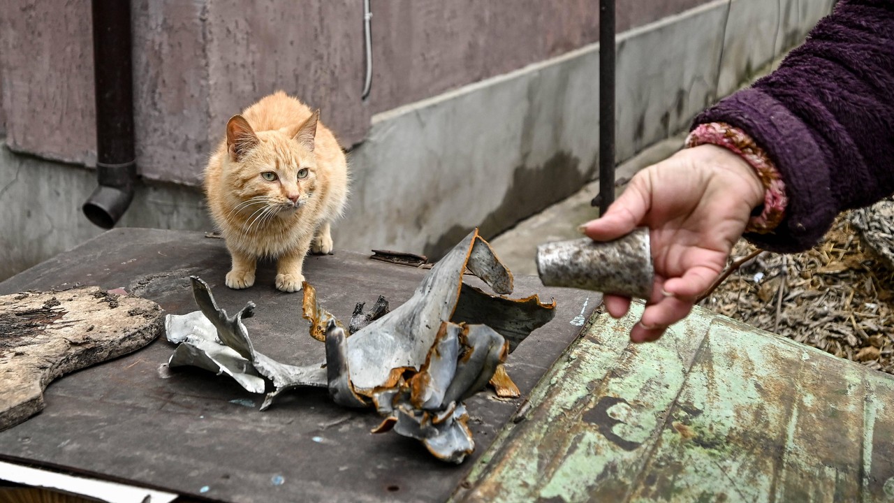 Rosyjski rząd zamierza zakazać karmienia bezdomnych zwierząt przez Rosjan. Już zapowiedział za to mandaty