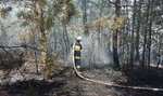 Pożar lasu pod Piotrkowem Trybunalskim