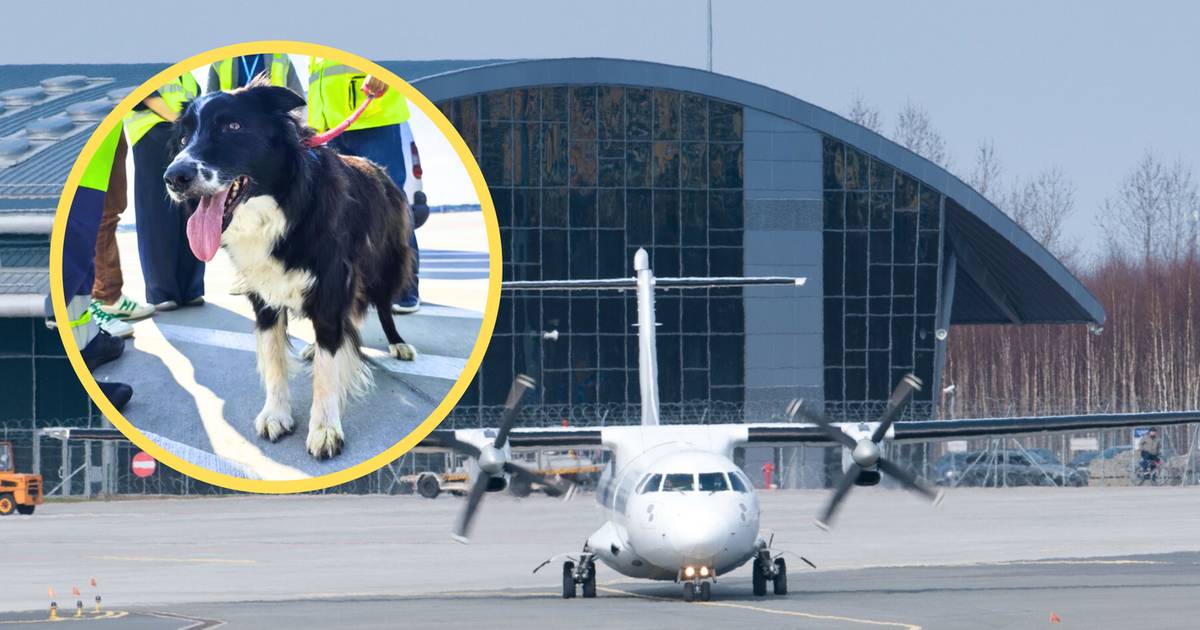 Pionier wśród psów na lotniskach. Falco przechodzi na emeryturę po 13 latach