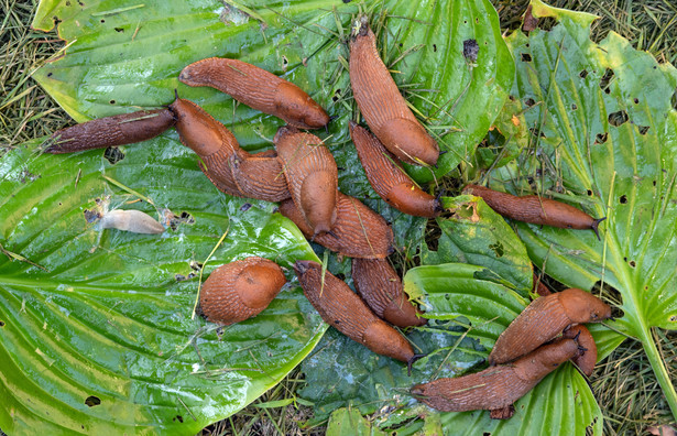 Jak skutecznie odstraszyć ślimaki bezmuszlowe z ogrodu?