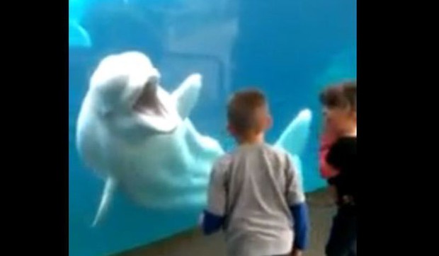 506554_delfin-foto-print-screen-youtube-michelle-cotton