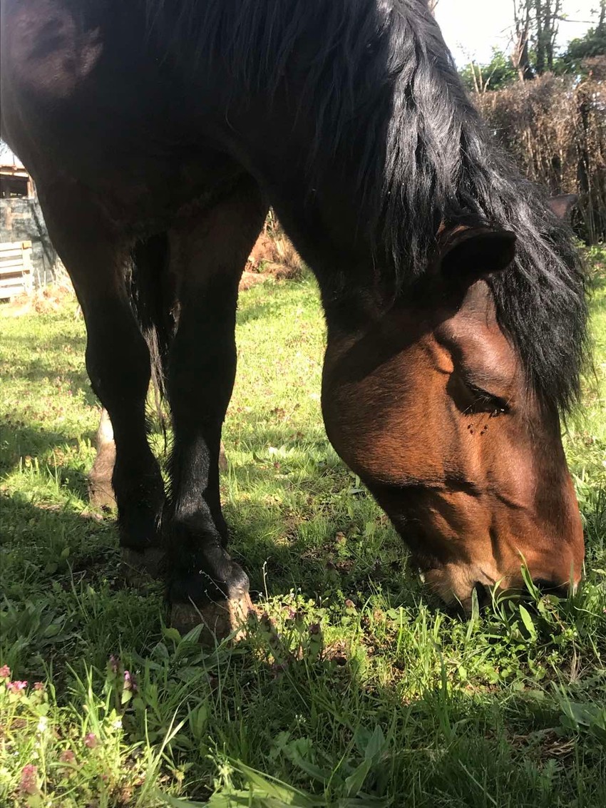 Konj Marko ukraden sa imanja porodice Živković u Nišu 
