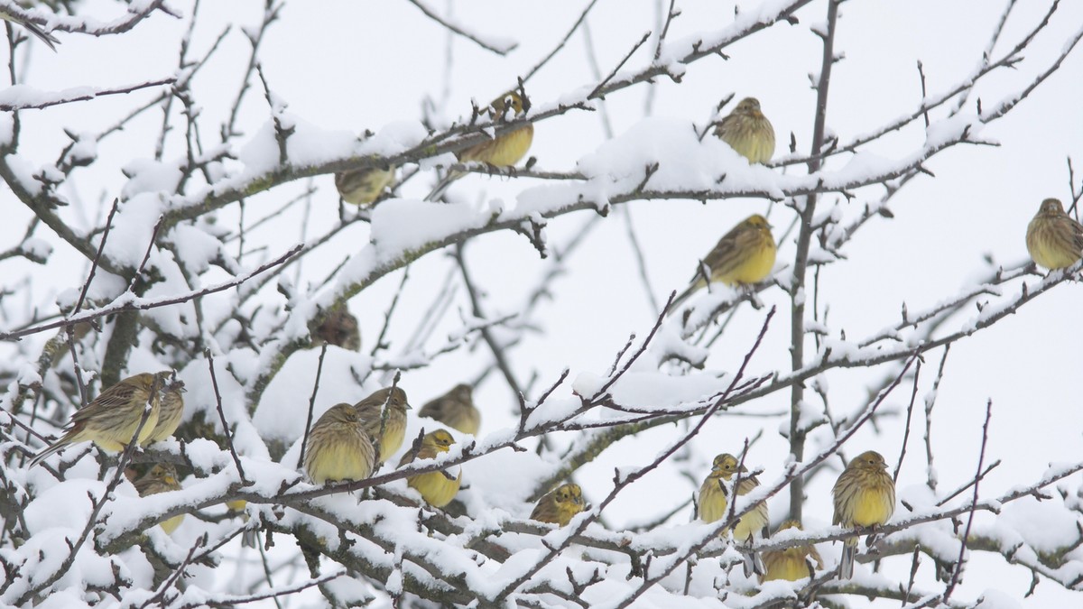 Zabelela se Srbija u martu, deo građana bez struje