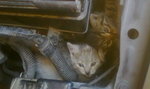 Poseł uratował dwa małe kotki 