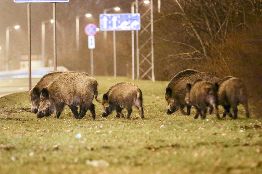 Strzelają do dzików