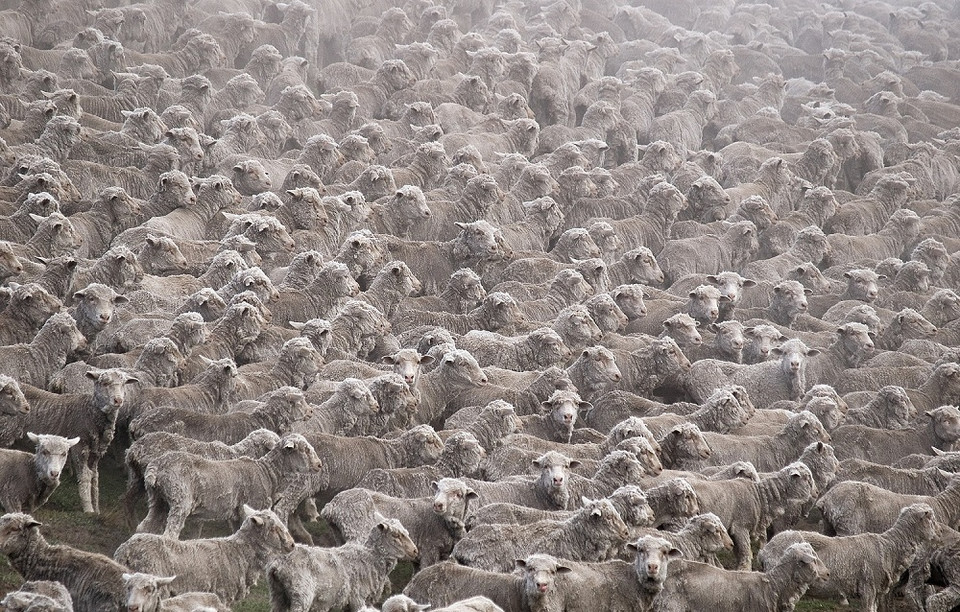 Najlepsze zdjęcia National Geographic 2011 - Marcin Dobas, „Milczenie owiec”