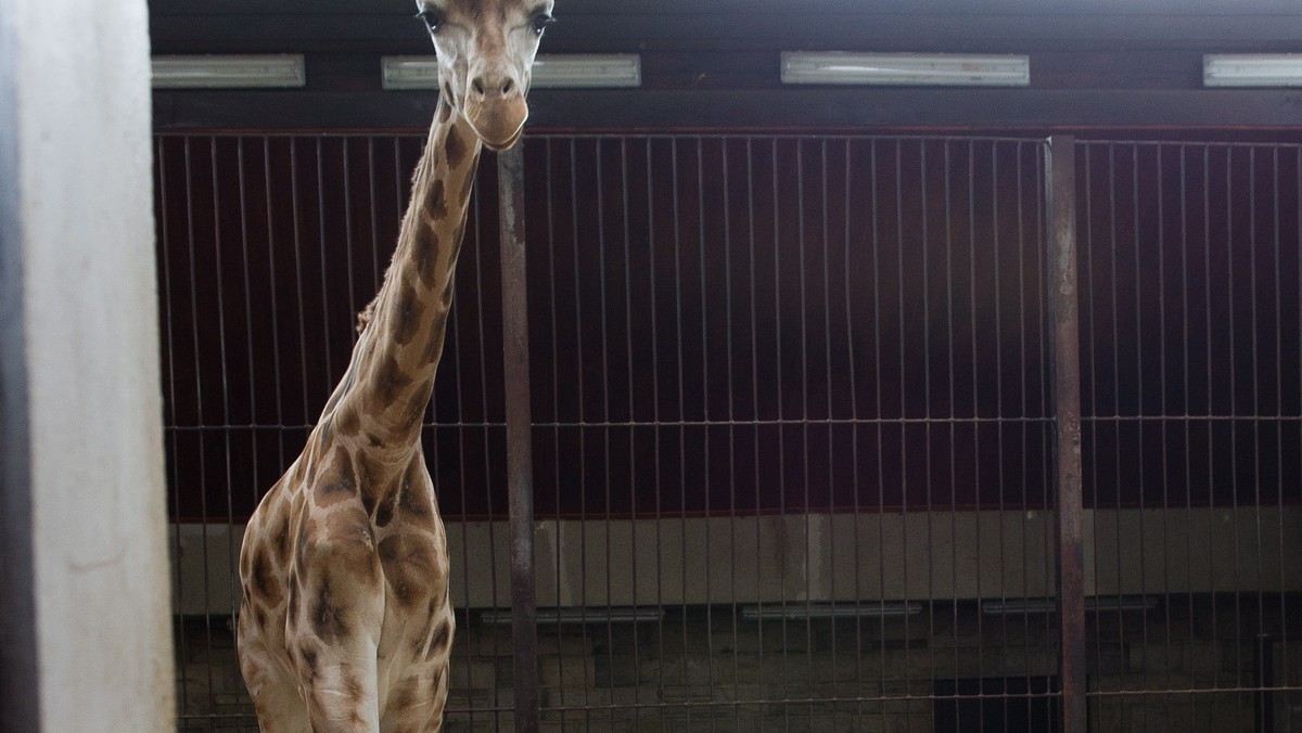 Prezydent Łodzi Hanna Zdanowska ufundowała 5 tys. zł nagrody dla osoby, która pomoże wskazać sprawców wandalizmu w łódzkim zoo. Wandale, którzy zniszczyli część wyposażenia ogrodu, prawdopodobnie przyczynili się też do śmierci dwóch żyraf.