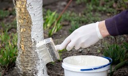 Bielenie pni zimą 2026. Twój sad potrzebuje ratunku w lutym