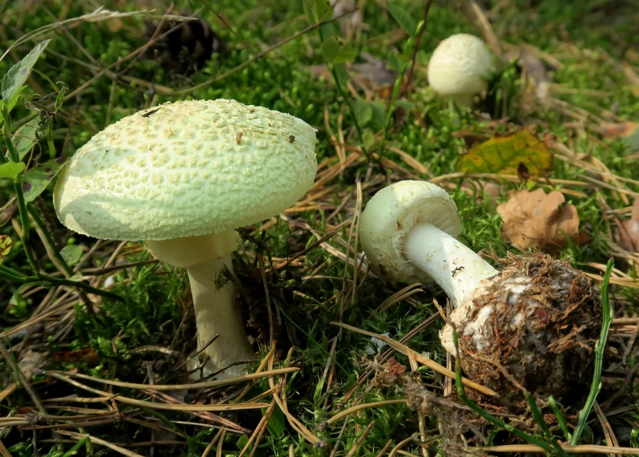 Nie wolno bagatelizować nawet pozornych objawów zatrucia. Na zdjęciu jeden z najniebezpieczniejszych grzybów: muchomor zielonawy, nazywany też muchomorem sromotnikowym.