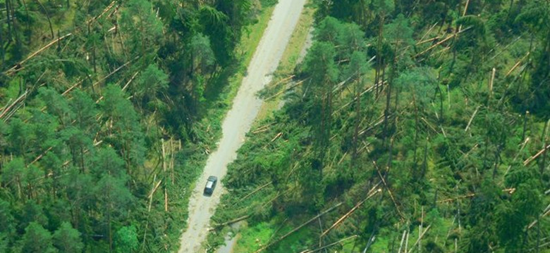Nawałnice zniszczyły lasy w Podlaskiem. Trwa usuwanie szkód