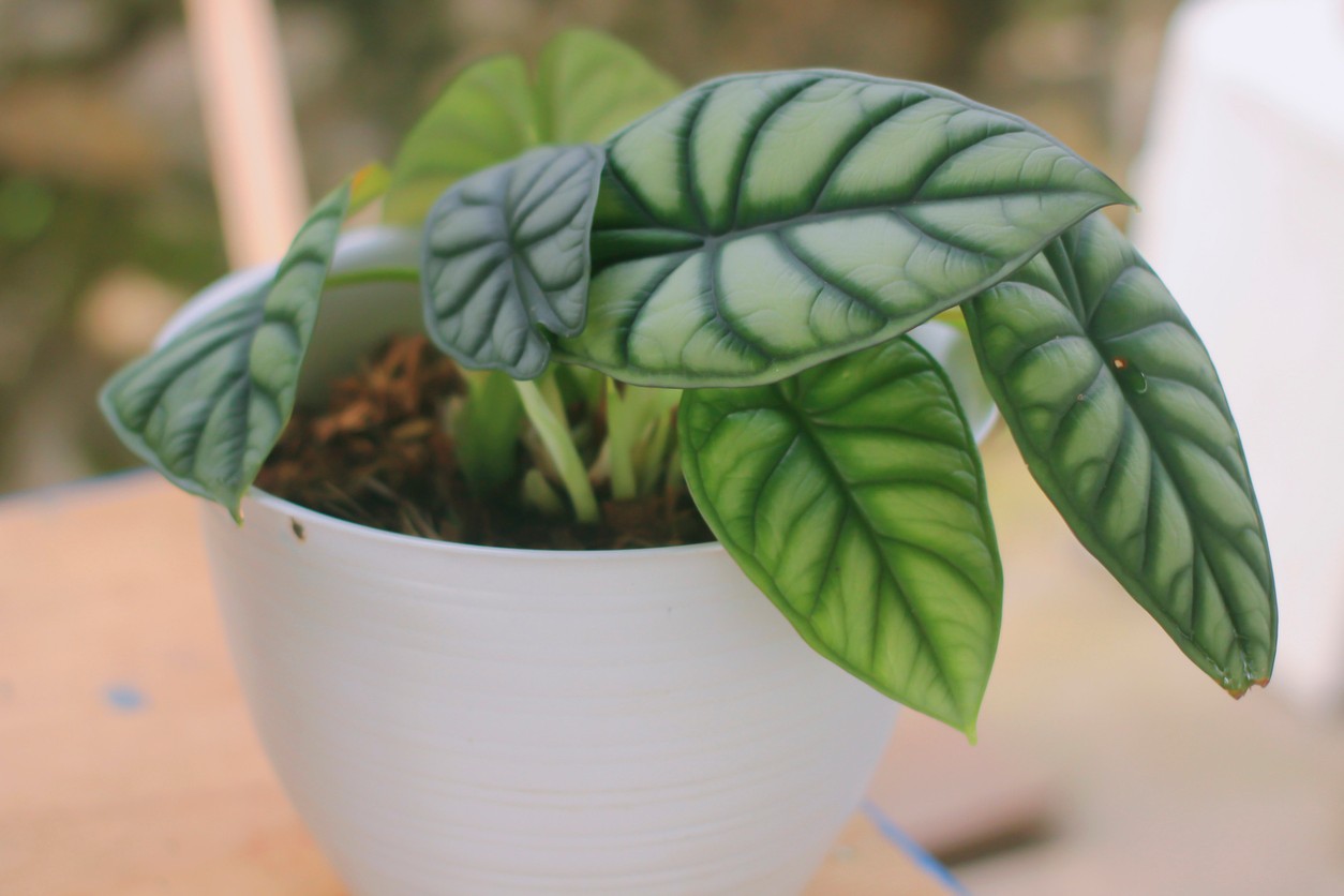 Alocasia Silver Dragon je jedným z najvzácnejších druhov alokázie, ktorý si získava obľubu v moderných interiéroch. 