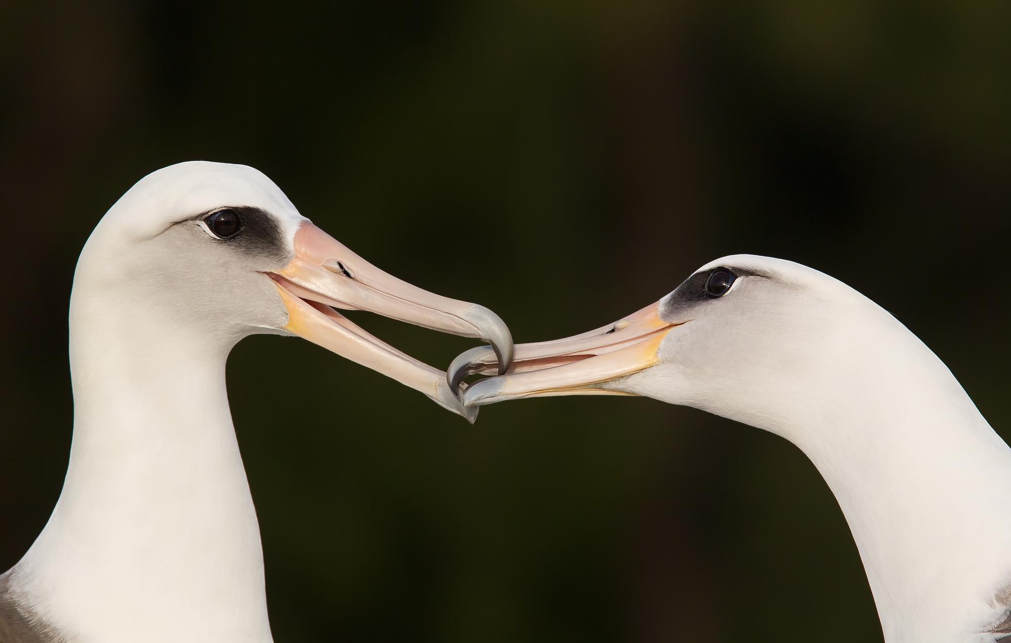 Pár albatrosov