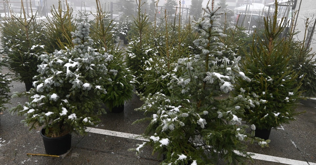 Takich choinek nie kupuj. Ekspert ostrzega