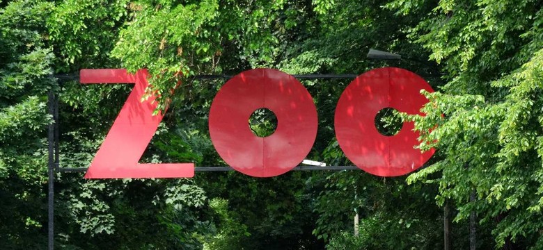 Pierwszy kraj w Ameryce Południowej szczepi zwierzęta w zoo