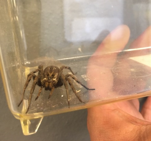 Wilczy pająk znaleziony w aucie po powrocie z Chorwacji