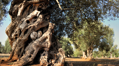 Na Cyprze spłonął 800-letni gaj oliwny. Wyspa w żałobie