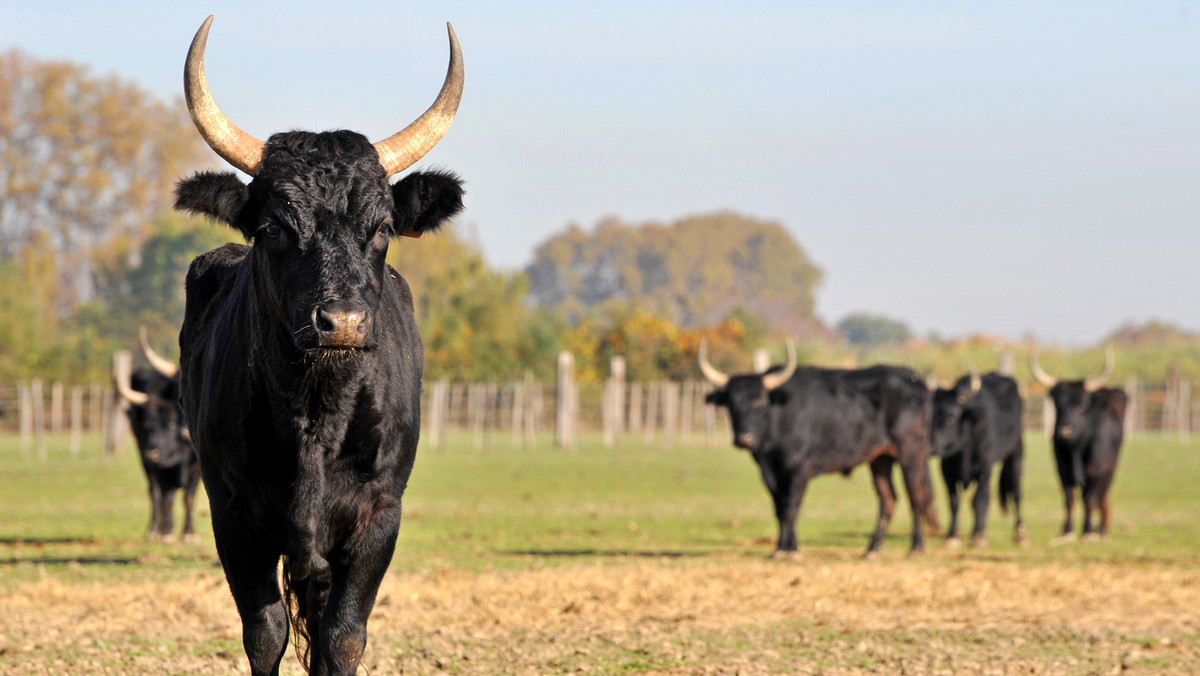 Byk śmiertelnie ugodził rogiem niemieckiego rowerzystę i ranił jego żonę na drodze w Camargue na południu Francji.