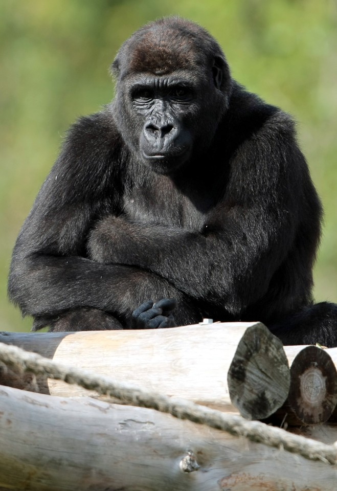 WARSZAWA ZOO GORYLE