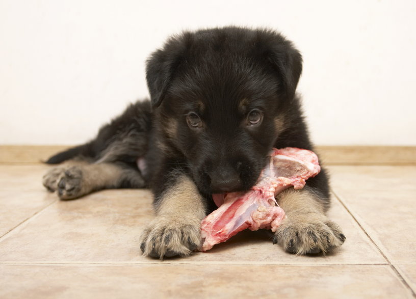 Dieta psa powinna być zróżnicowana - Svetlana Gladkova/stock.adobe.com