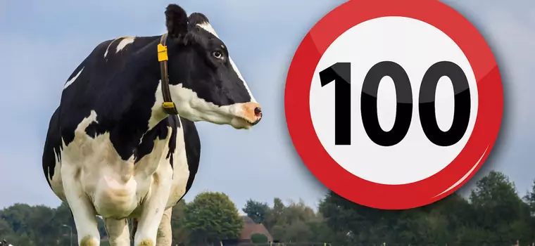 Maksymalnie 100 km/h na autostradach w Holandii, czyli 1:0 dla krów
