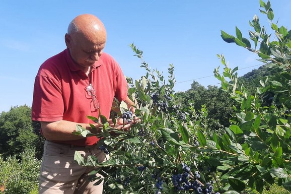 "Plavušo moja lepa, kako si lepo rodila": Momčilo već 20 godina gaji borovnicu na Rudniku, ne koristi hemiju, a sav rod mu je unapred rasprodat (FOTO)