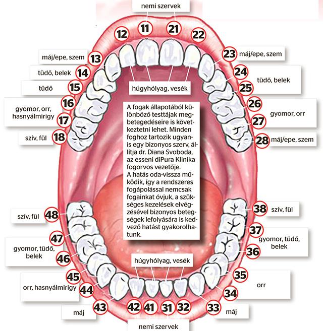 kapcsolat a fogak egészsége és a szív között